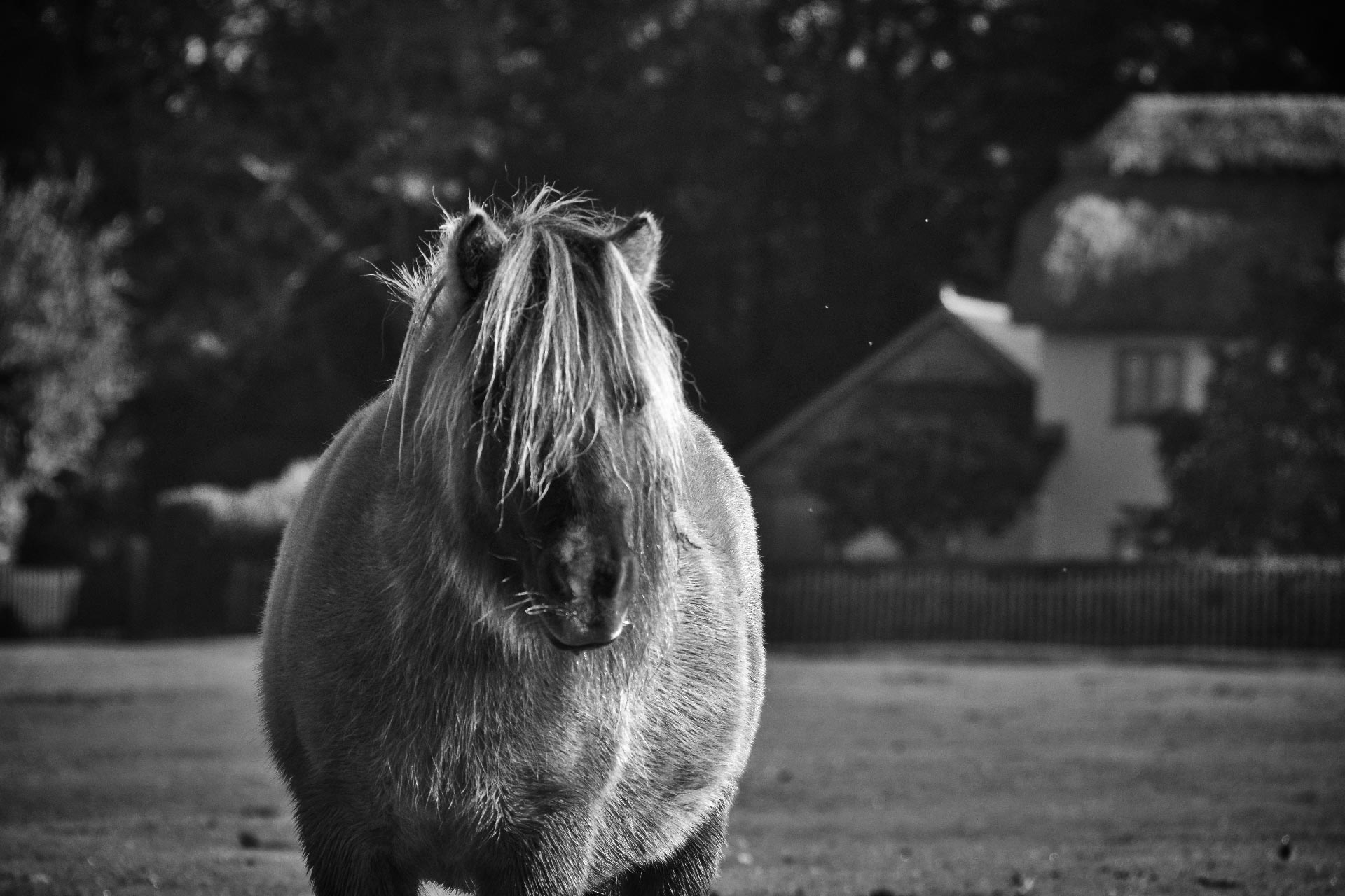 Horse on Woodgreen Common